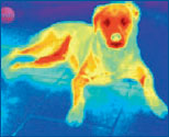 Wärmebildkamera für Tiere - Erkennen von Entzündungen